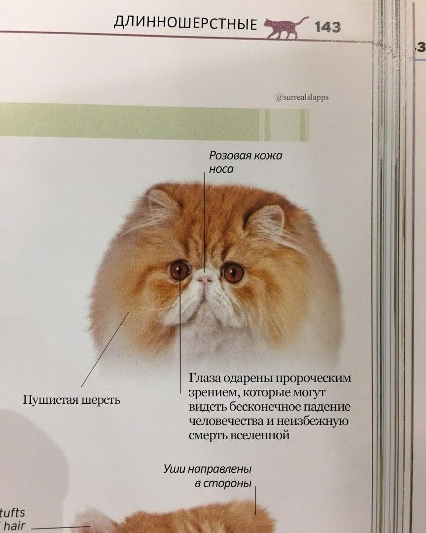 ДЛИННОШЕРСТНЫЕ 143 @surrealslapps Розовая кожа носа 4 3 i A Глаза одарены пророческим зрением, которые могут Пушистая шерсть i видеть бесконечное падение человечества и неизбежную смерть вселенной Уши