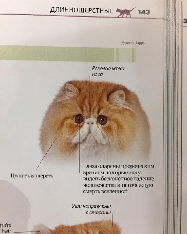 ДЛИННОШЕРСТНЫЕ 143 @surrealslapps Розовая кожа носа 4 3 i A Глаза одарены пророческим зрением, которые могут Пушистая шерсть i видеть бесконечное падение человечества и неизбежную смерть вселенной Уши