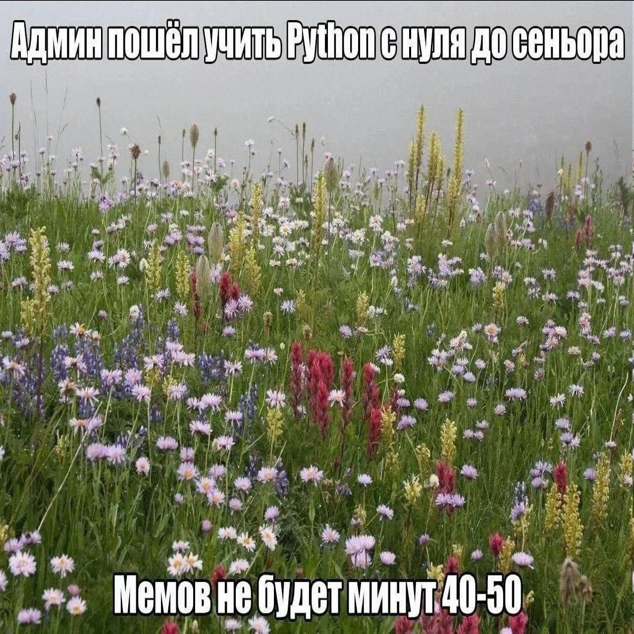 an on i МИН пошел ЧИТ у on i нуля до сеньора He ait «Я a a я Memos He будет МИНУТ
