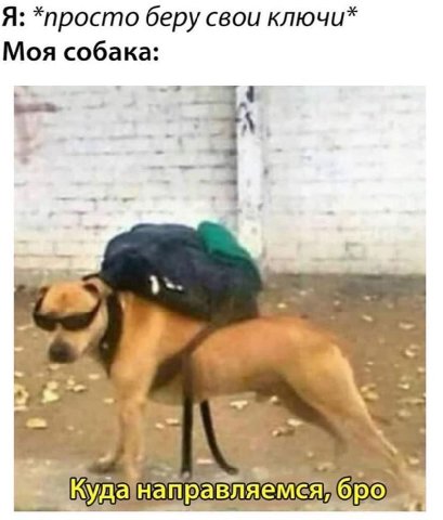 Я: *npocmo беру свои ключи Моя собака: 4 А Куда направляемся,