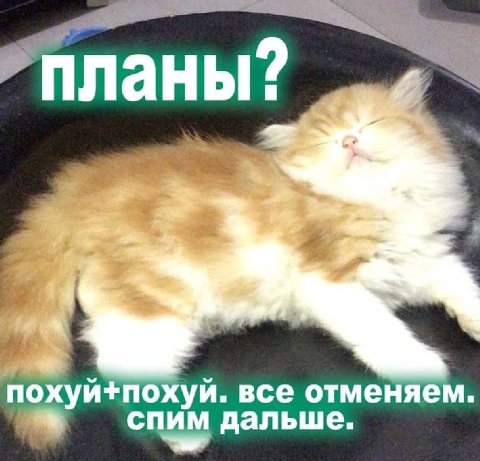планы? и“ похуй+похуй. все отменяем. спим дальше.
