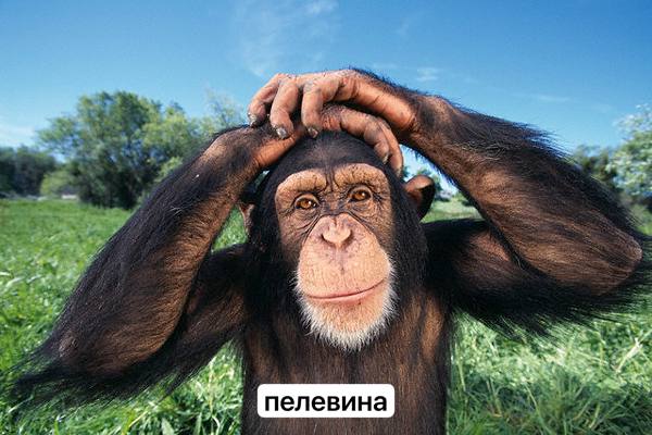 4 a у 2 a пелевина