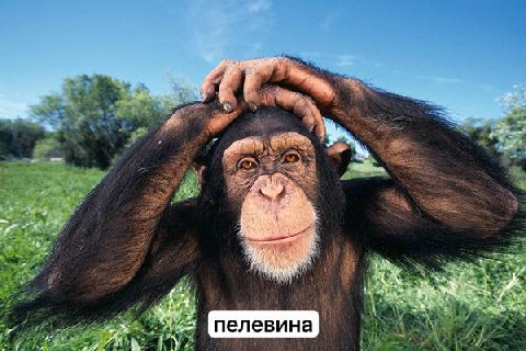 4 a у 2 a пелевина