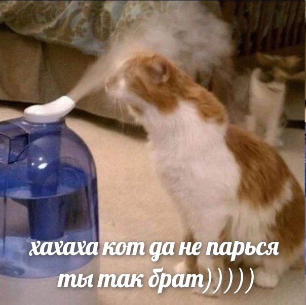 хахаха кот да не парься ты так брат)