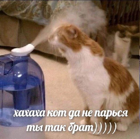 хахаха кот да не парься ты так брат)