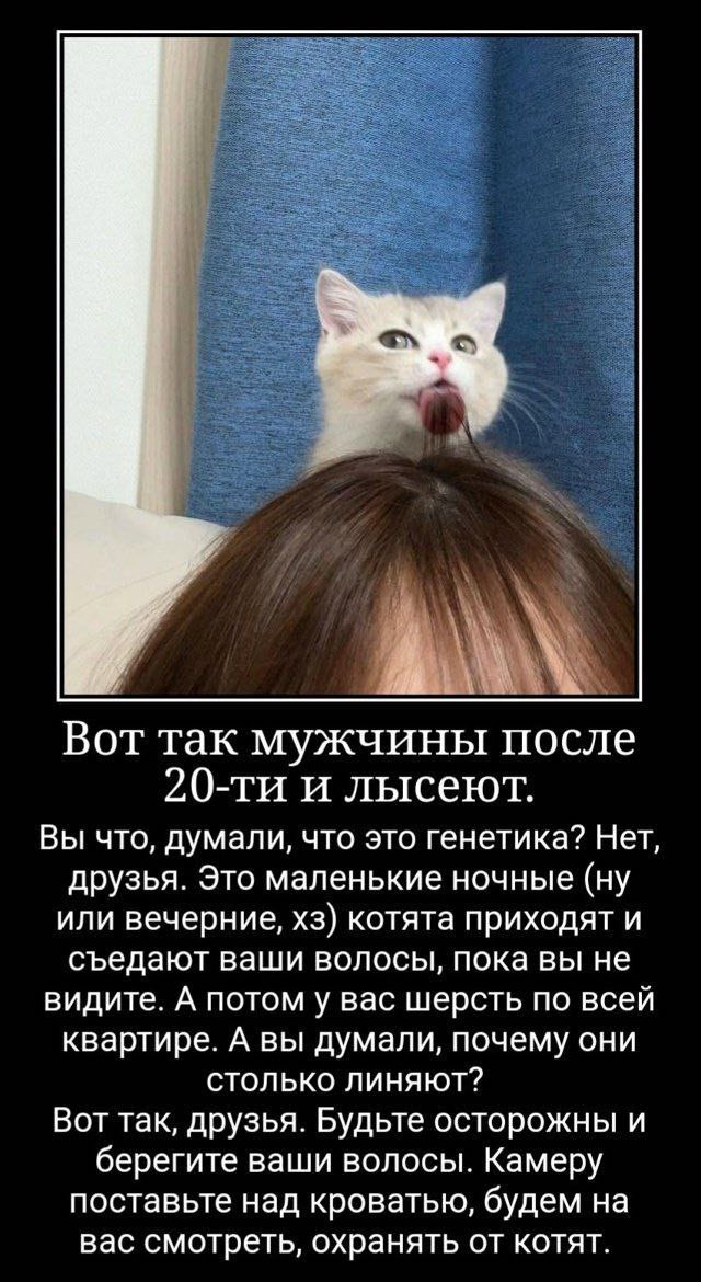 Вот так мужчины после и лысеют. Вы что, думали, что это генетика? Нет, друзья. Это маленькие ночные (ну или вечерние, котята приходят и съедают ваши волосы, пока вы не видите. А потом у вас шерсть по 