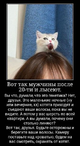 Вот так мужчины после и лысеют. Вы что, думали, что это генетика? Нет, друзья. Это маленькие ночные (ну или вечерние, котята приходят и съедают ваши волосы, пока вы не видите. А потом у вас шерсть по 