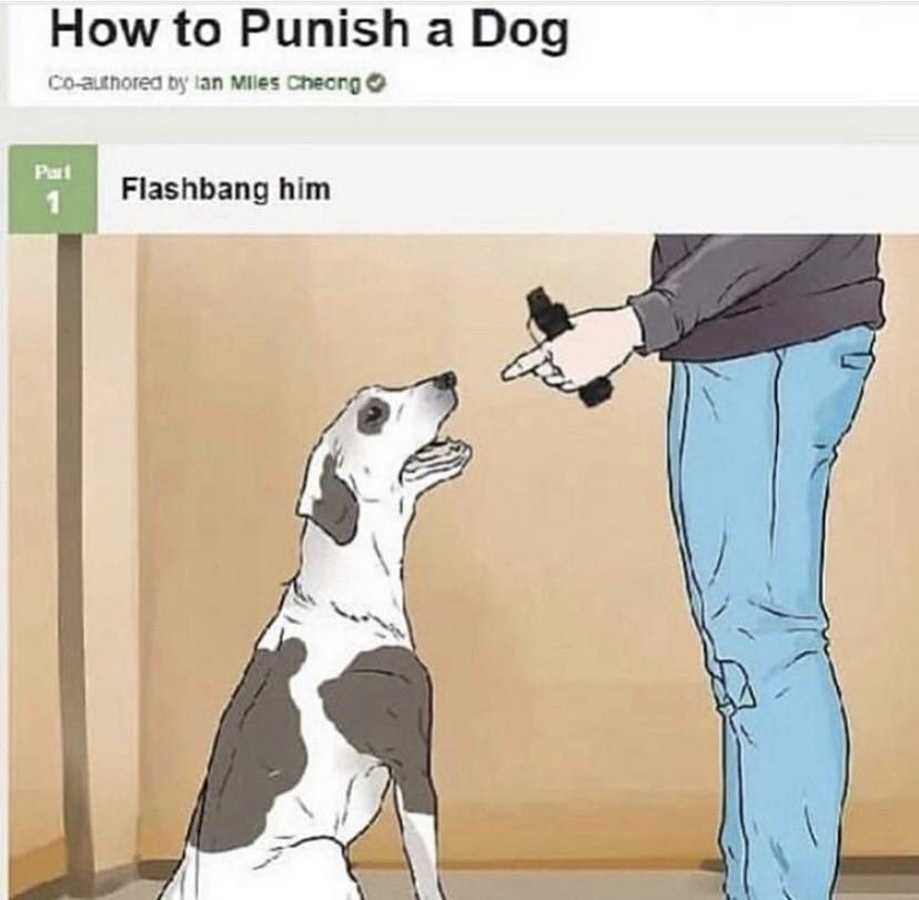 How to Punish a Dog lan Miles Cheong Flashbang him