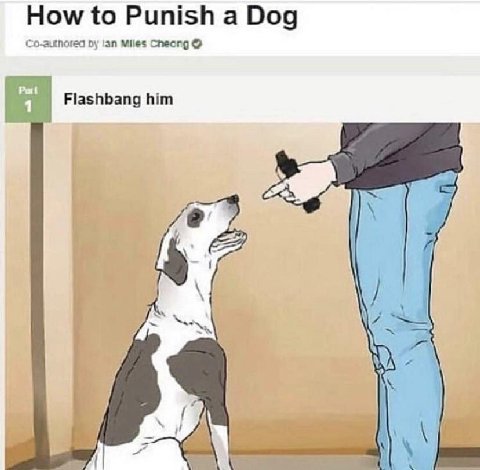 How to Punish a Dog lan Miles Cheong Flashbang him