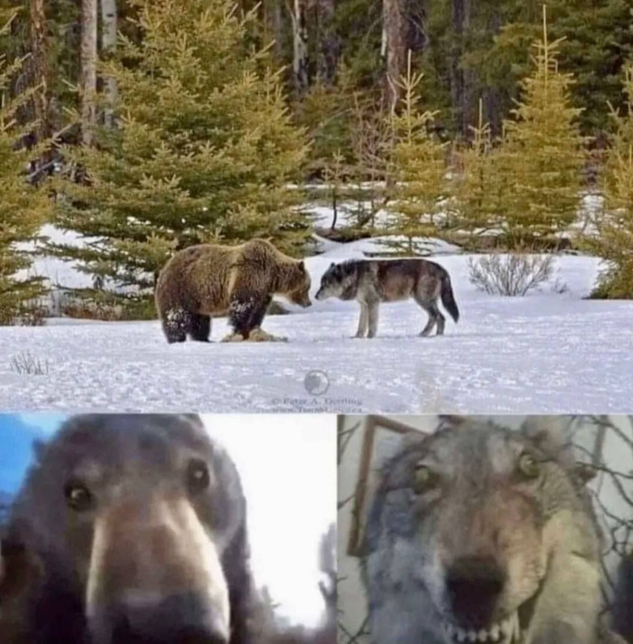 у и Lom «Я