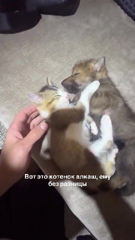 Вот это котенок алкаш, е