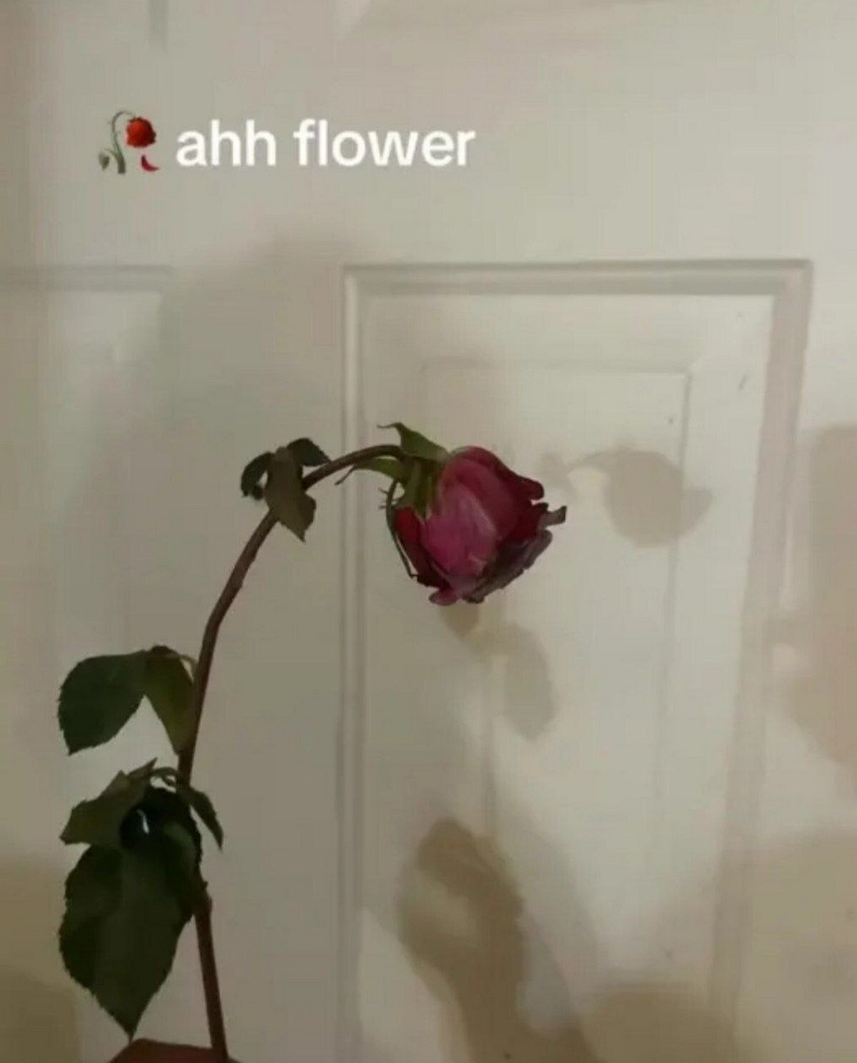 ahh flower