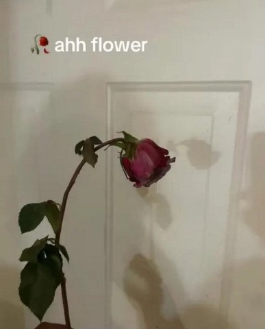 ahh flower