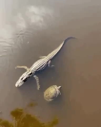 Дай пять