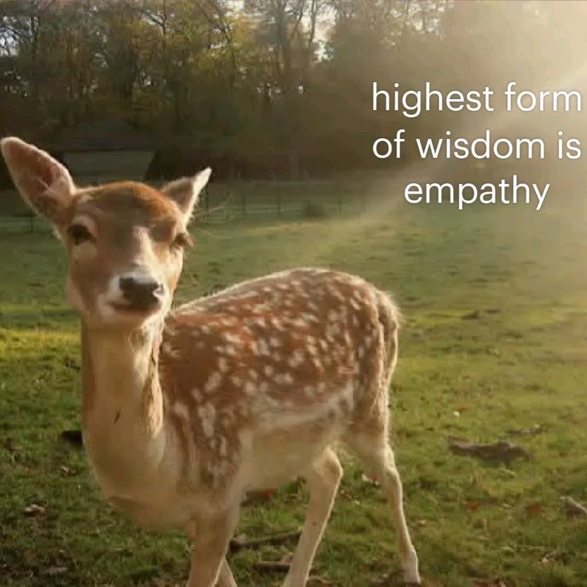 highest form of wisdom is empathy у