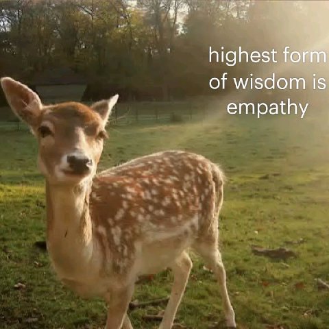 highest form of wisdom is empathy у