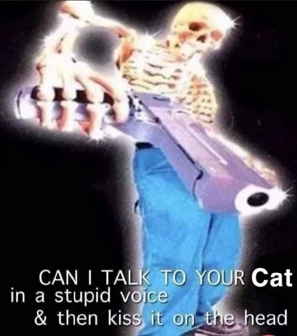 САМ TALK TO YOUR Cat in a stupid voice then kiss, it on the head