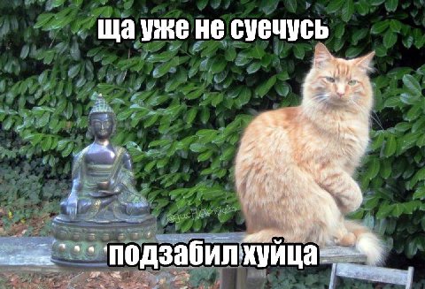щауже HE суечусь at