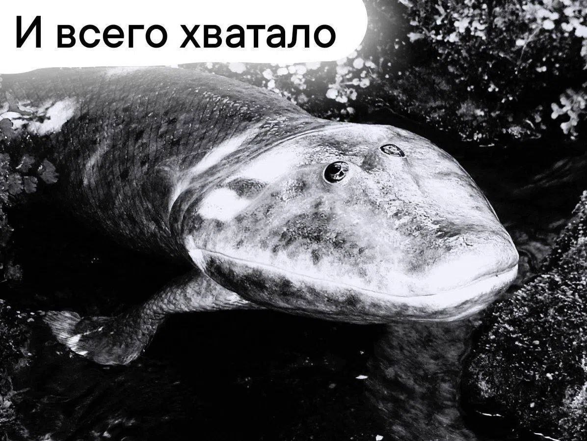 И всего хватало REA a We 9% an