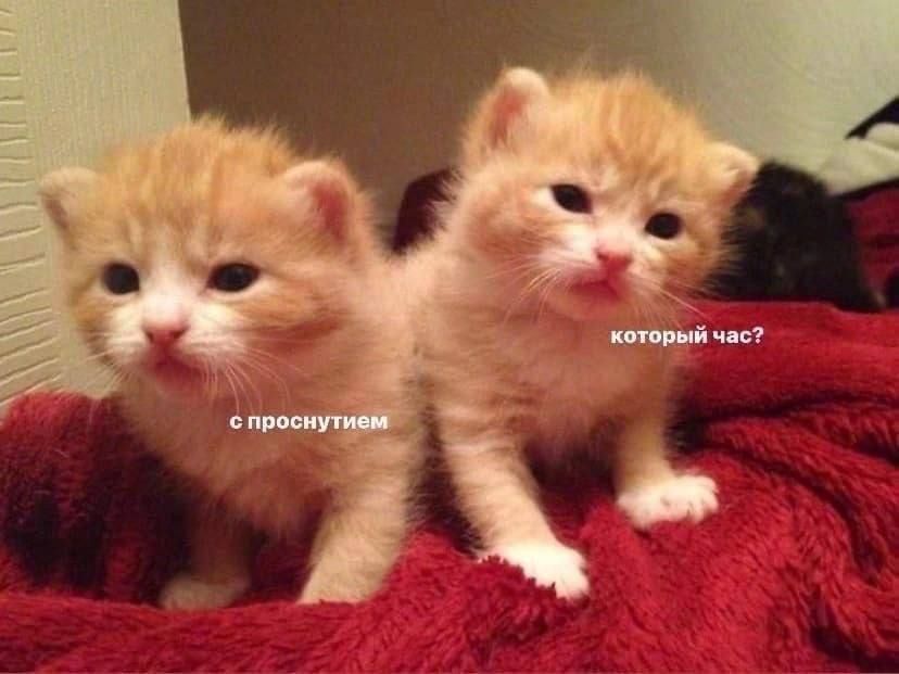 4 который час? с проснутием
