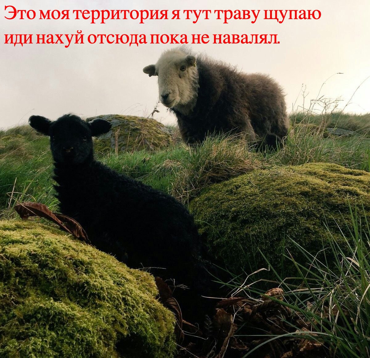 Это моя A TYT траву щупаю иди нахуй отсюда пока ненавалял. on