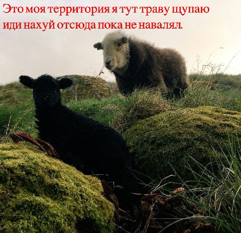 Это моя A TYT траву щупаю иди нахуй отсюда пока ненавалял. on