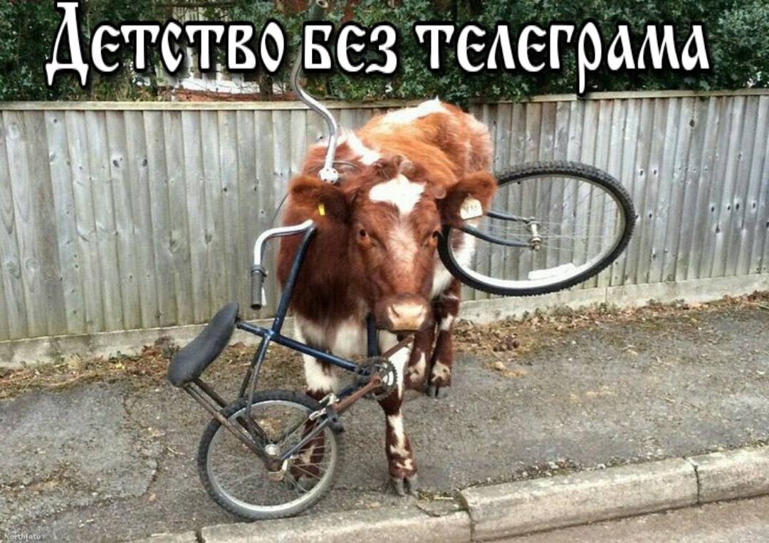 БЕЗ ТЕЛЕГраМА 4 2 к. 4 2 7