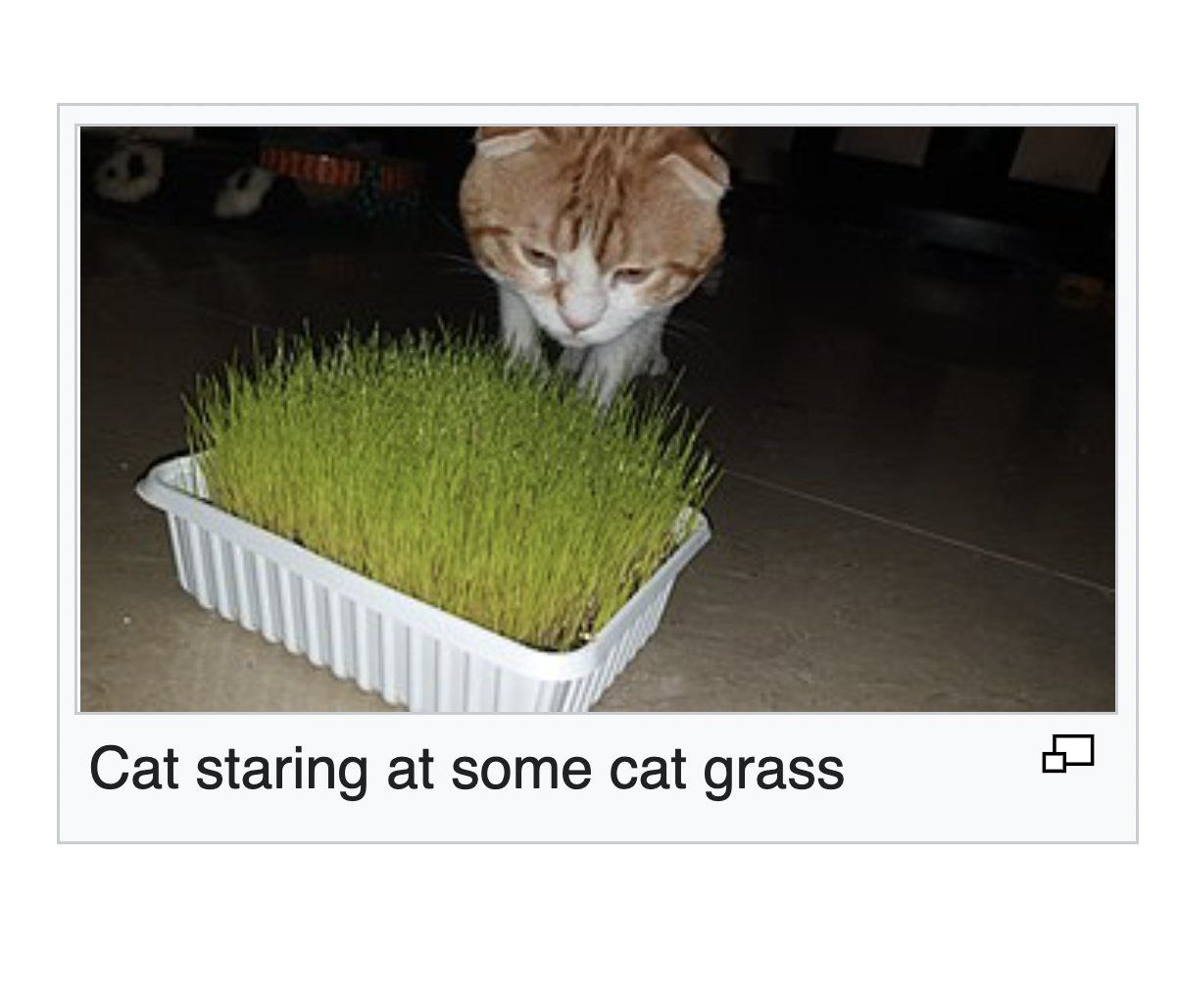 i My, Cat staring at some cat grass