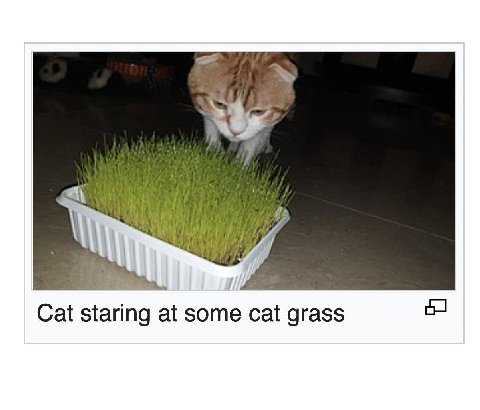 i My, Cat staring at some cat grass