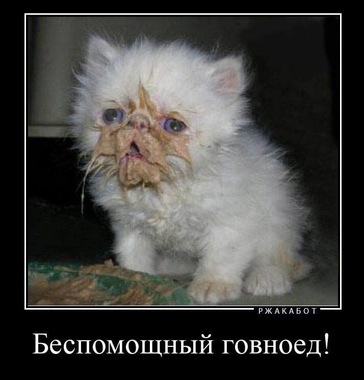 РЖАКАБОТ Беспомощный говноед!