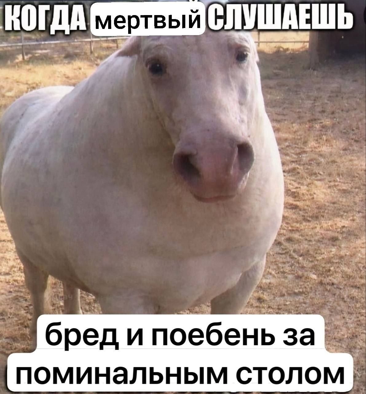 КОГДА СЛУШАЕШЬ бред и поебень за поминальным столом