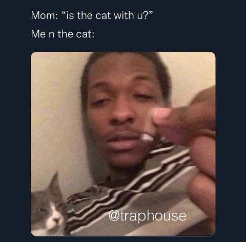 Мот: “is the cat with и?” the cat: