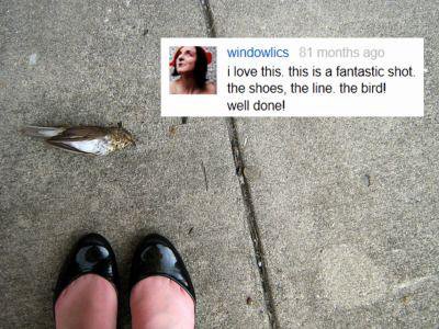 windowlics montns ayo i love this, this is а fantastic shot. the shoes, the line. the bird! weil donel