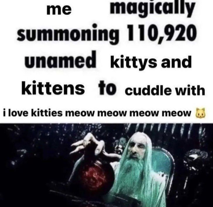 me magically summoning 110,920 unamed kittys and kittens cuddle with ilove kitties meow meow meow meow у