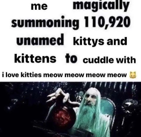 me magically summoning 110,920 unamed kittys and kittens cuddle with ilove kitties meow meow meow meow у
