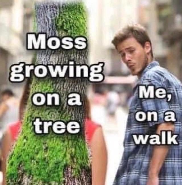 Moss опа',® Me, опа tree walk
