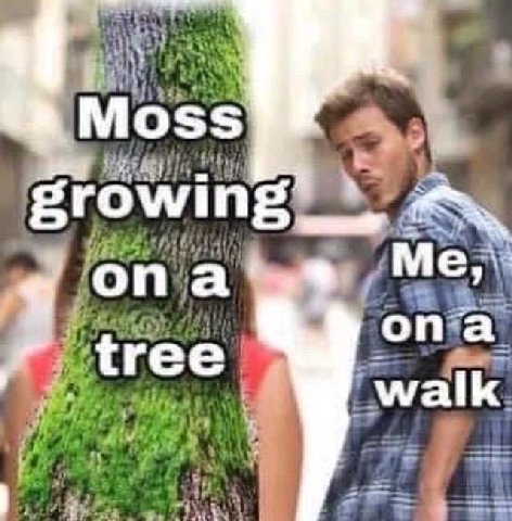 Moss опа',® Me, опа tree walk