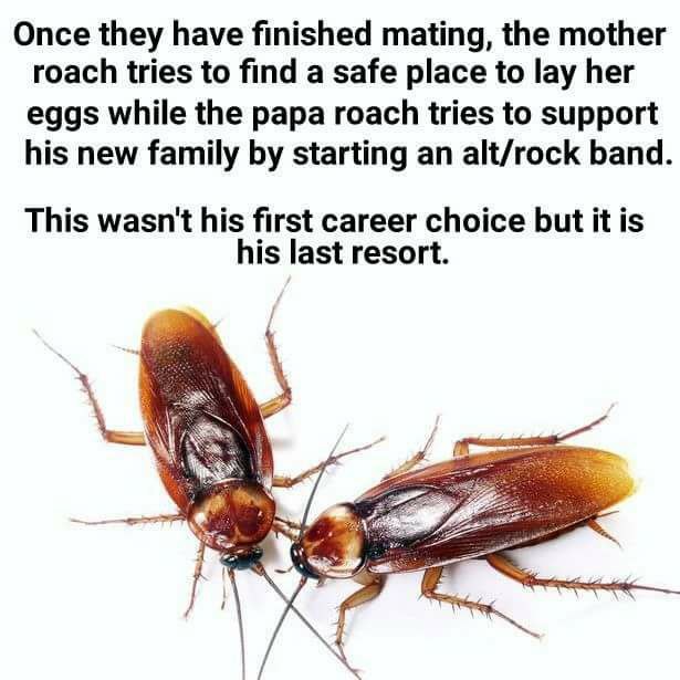 Once they have finished mating, the mother roach tries to find a safe place to lay her eggs while the papa roach tries to support his new family starting an alt/rock band This wasn't his first career 