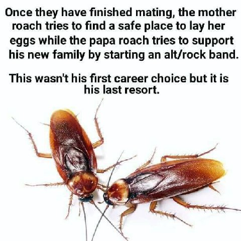 Once they have finished mating, the mother roach tries to find a safe place to lay her eggs while the papa roach tries to support his new family starting an alt/rock band This wasn't his first career 