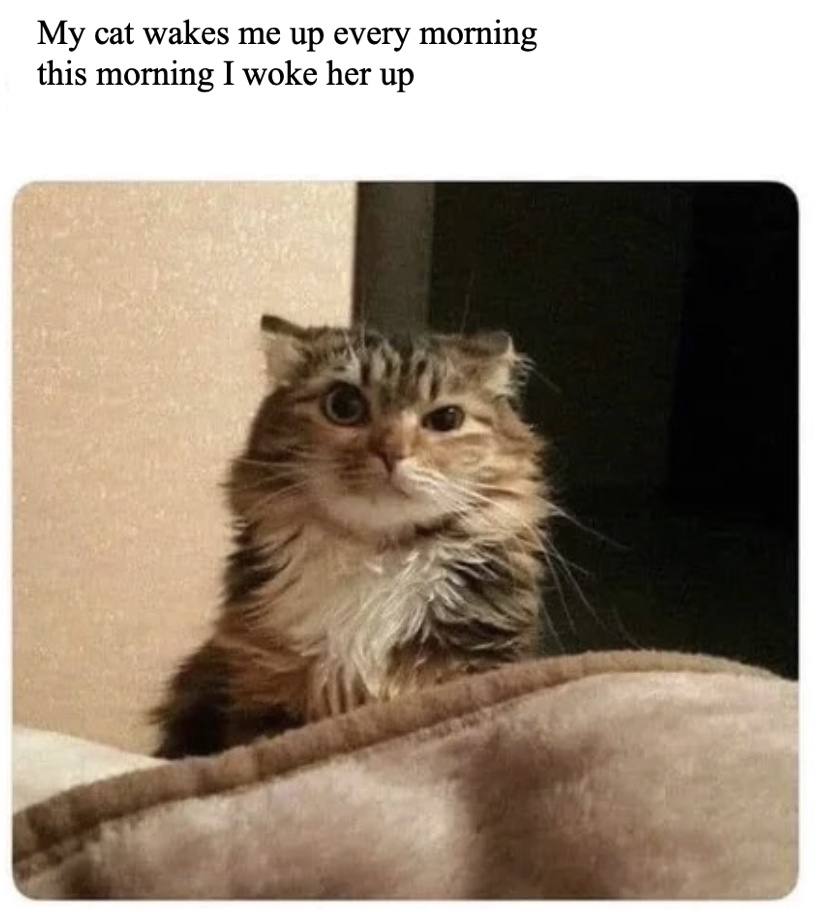 My cat wakes me up every morning this morning I woke her up aN