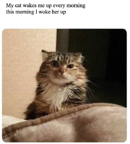 My cat wakes me up every morning this morning I woke her up aN