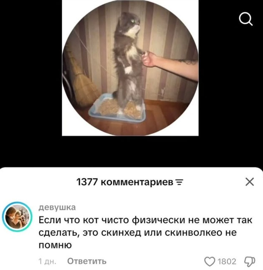 и у 1377 комментариев 3 девушка Если что кот чисто физически не может так сделать, это скинхед или скинволкео не помню Ответить 180: