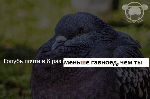 6 pas меньше гавноед, чем ты