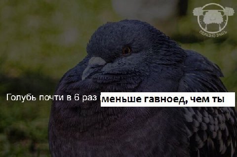 6 pas меньше гавноед, чем ты