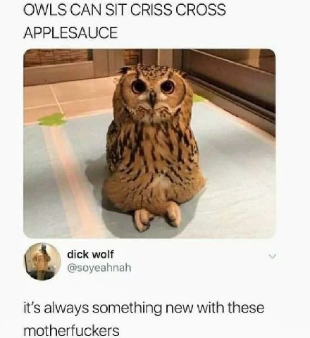OWLS САМ SIT CRISS CROSS APPLESAUCE 3 dick wolf @soyeahnah it's always something new with these motherfuckers