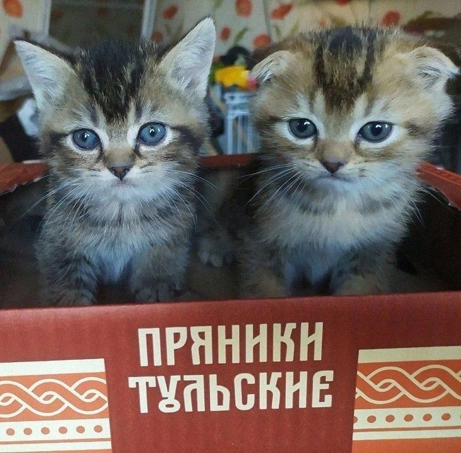 1 я ПРЯ