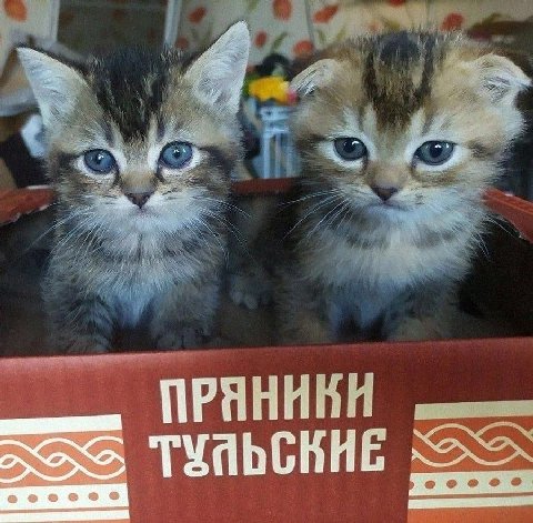 1 я ПРЯ