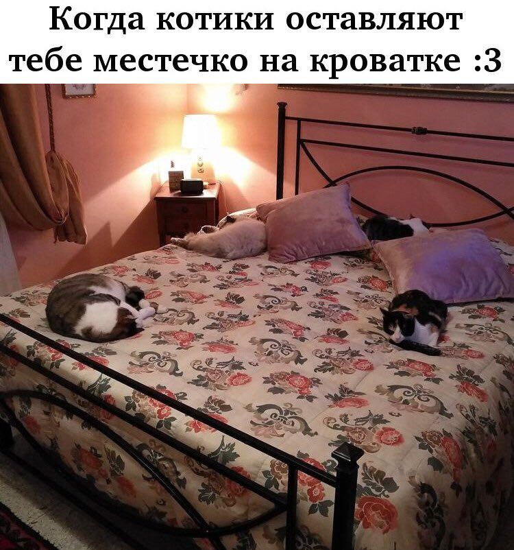 Когда котики оставляют тебе местечко на кроватке :3