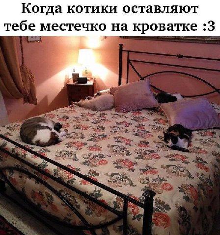 Когда котики оставляют тебе местечко на кроватке :3