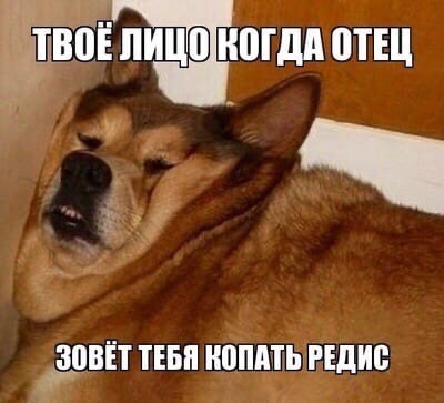 твоё лицо когда отец зовёт тебя копать редис